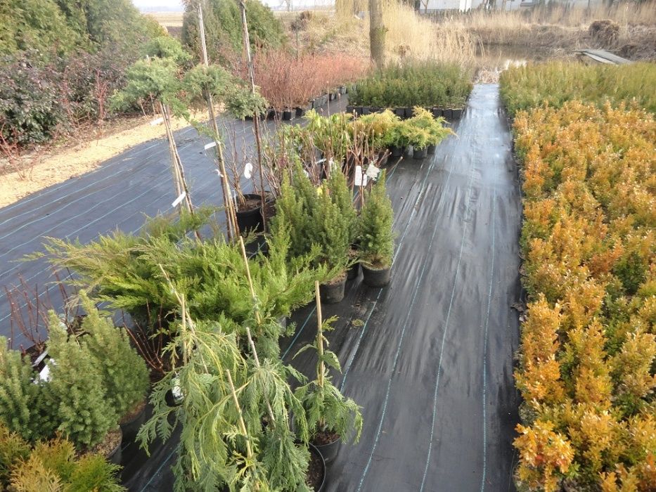 Tuja tuje Szmaragd, krzewy ozdobne