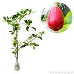 Arvores de fruto Subtropicais lili pili