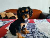 Cavalier King Charles