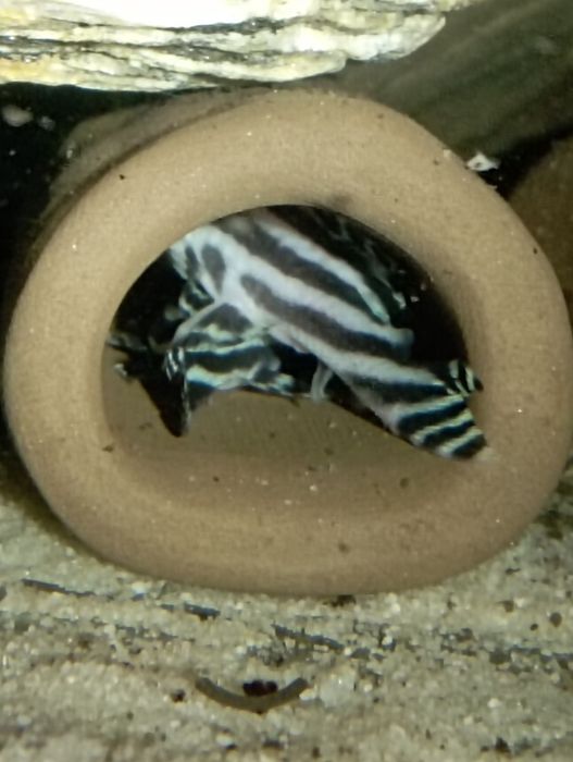 Para Hypancistrus zebra L46 zbrojniki glonojad