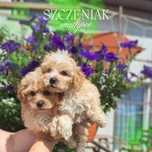 Maltanczyk maltipoo