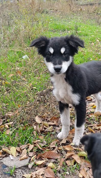 Шукають дім дівчатка