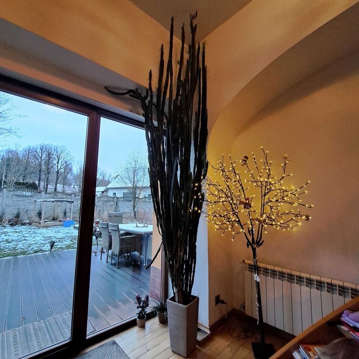 Wilczomlecz 3,5 m 25 letni zdrowy