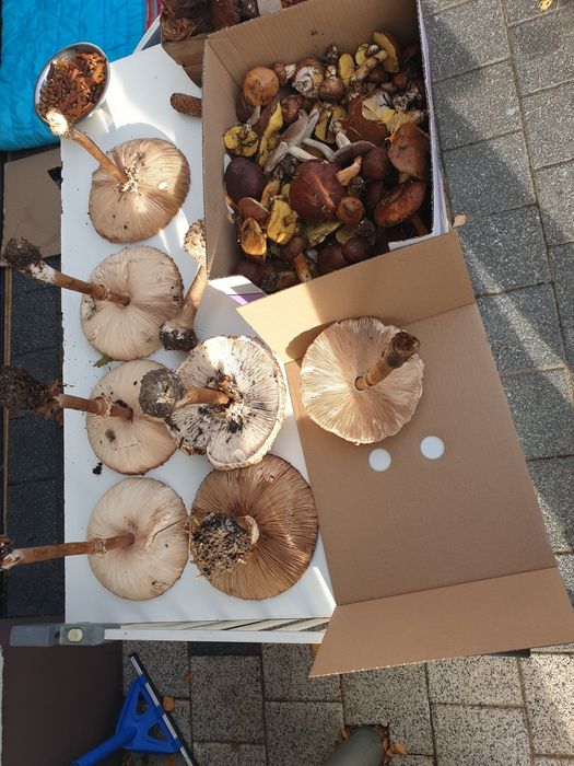 Sprzedam swieze grzyby podgrzybki rydze kanie sowy maslaki