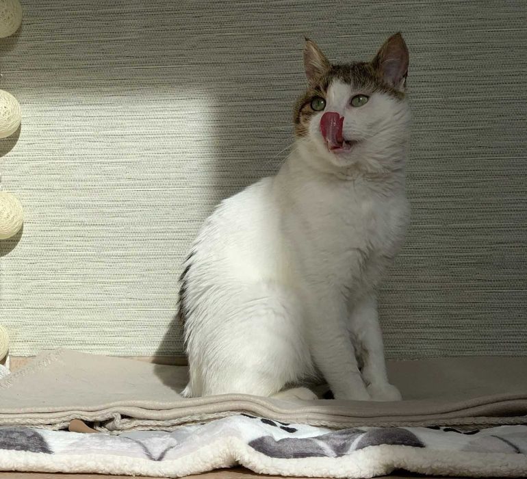 Dyzio - koci ideał do adopcji