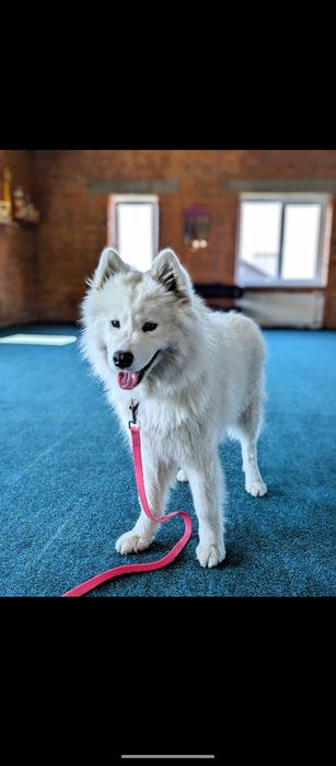 Кінолог Київ Дресирування Собак