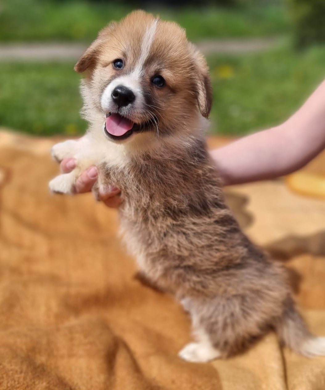 WELSH Corgi Pembroke piesek szczeniak