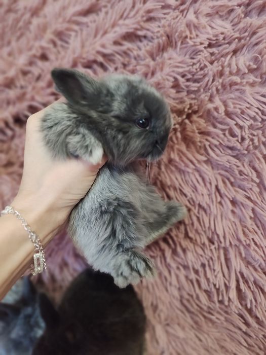 Декоративные кролики супер мини