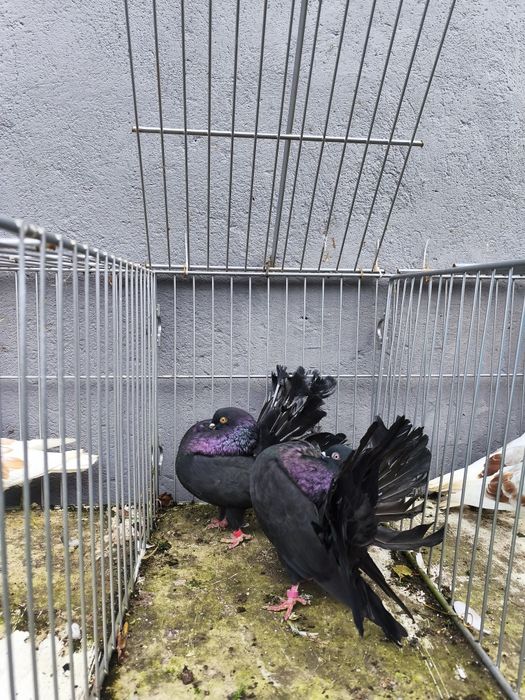 Pawiki gołębie para