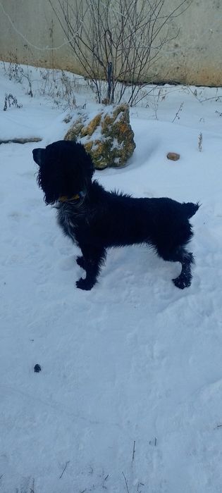 Вязка русский спаниель.