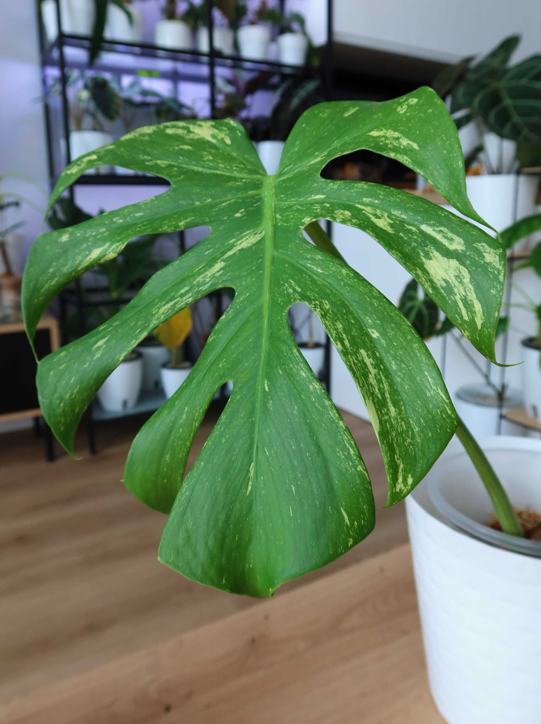 Monstera Mint - piękny, duży szczyt!