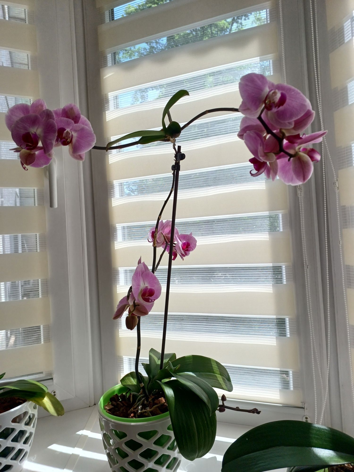 Продам орхидею,домашняя,выращенная с любовью