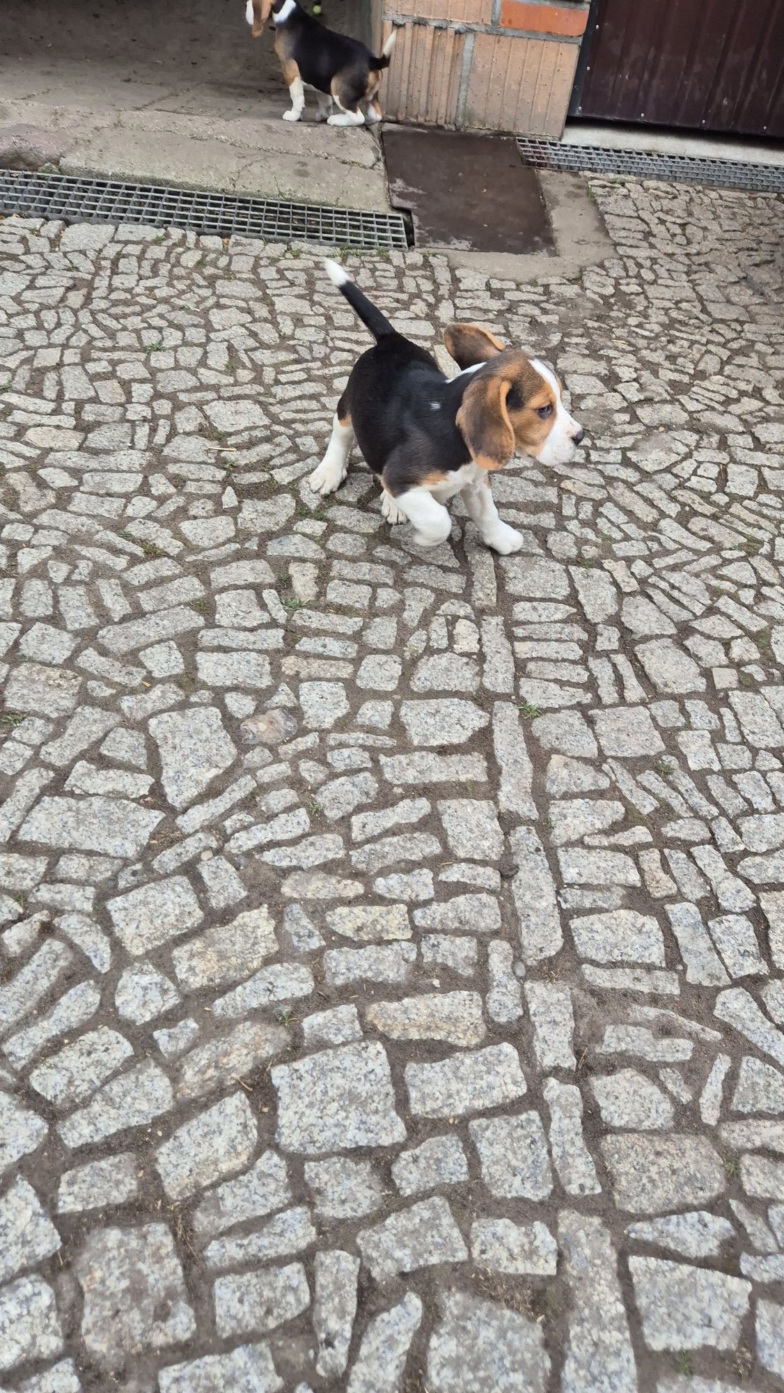 Beagle, piesek z rodowodem