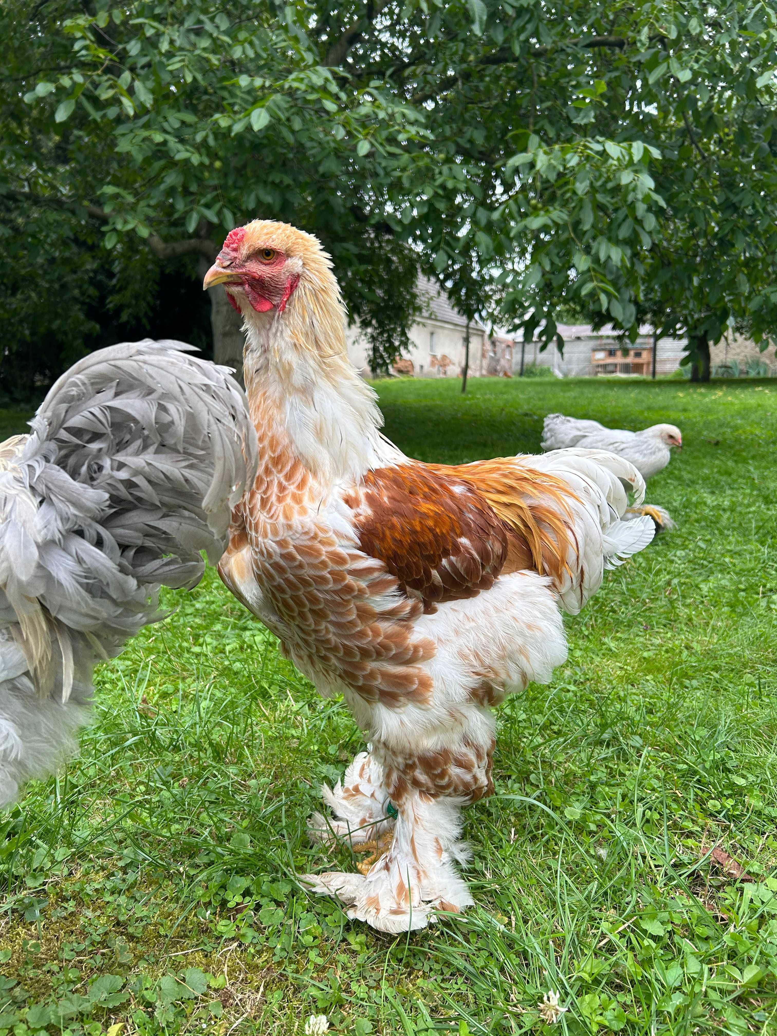 Brahma olbrzymia kury ozdobne