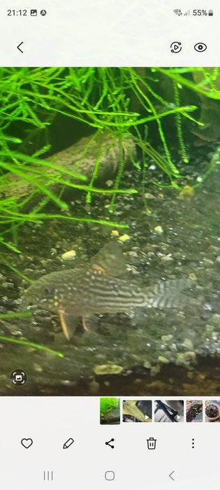 Kirysek kirys  sterby 4 sztuki