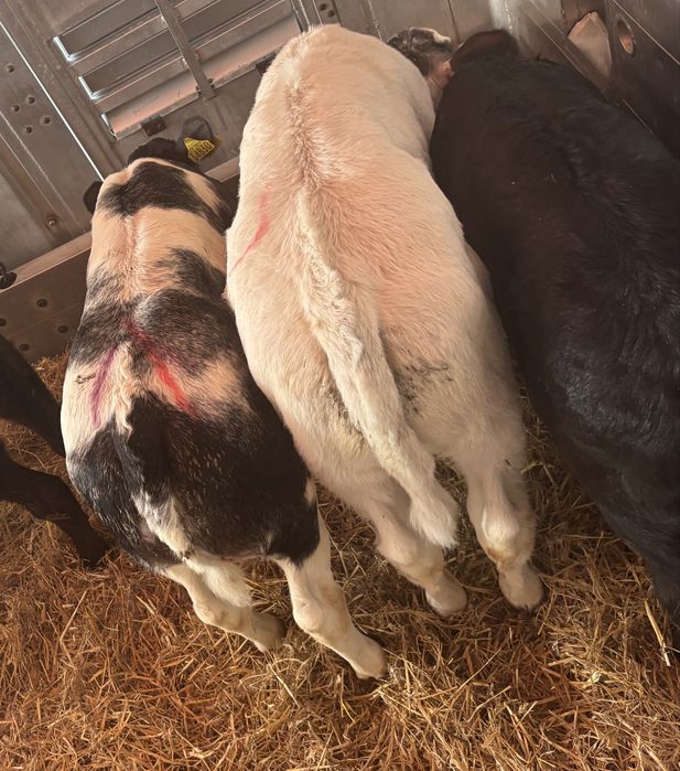 Sprzedam byki oraz jałówki