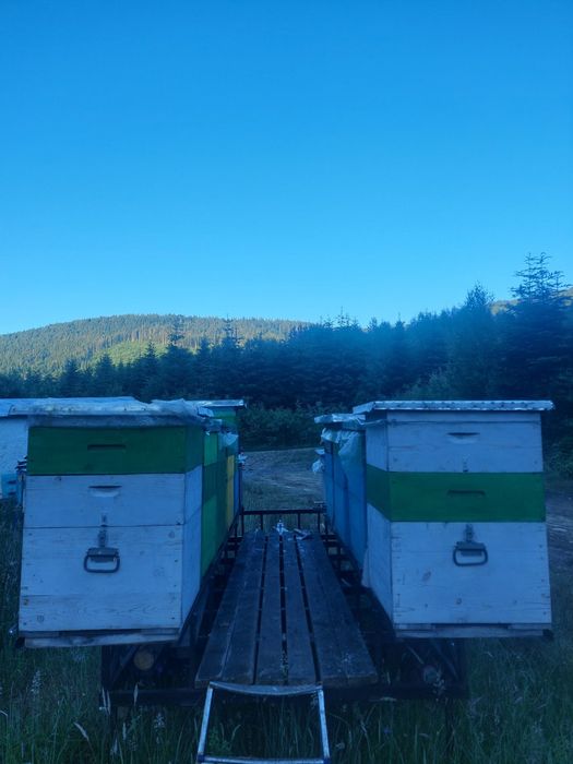 Продам пасіку/ бджоли, вулики