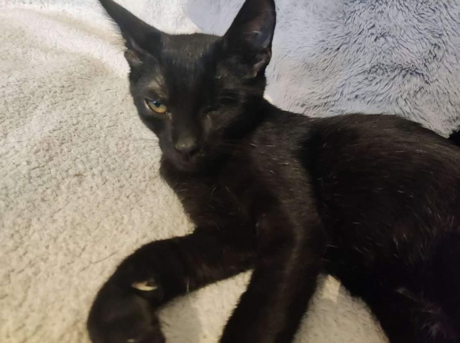 Rozjaśnij czarne wspomnienia Negriego