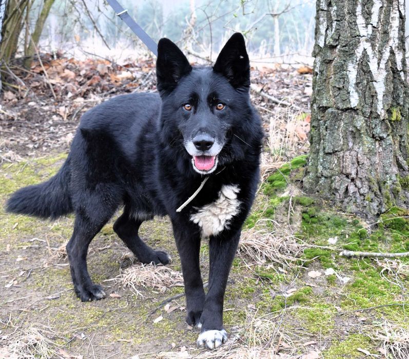 Grot - czarny misiek