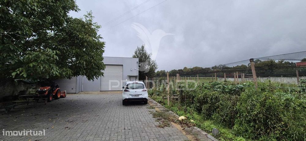 Fantástica quinta de produção de mirtilos, atualmente em produção..