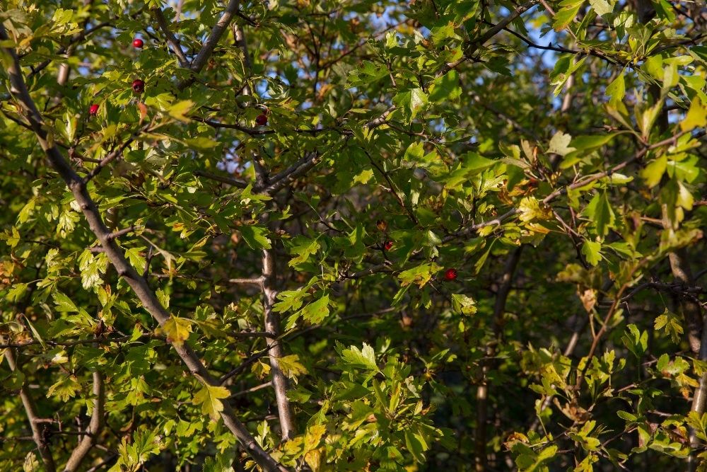 Głóg Jednoszyjkowy (Crataegus Monogyna) 90-120 cm, z gruntu