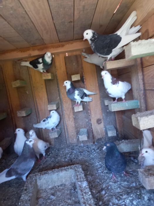 Gołębie Rollery  angielskie