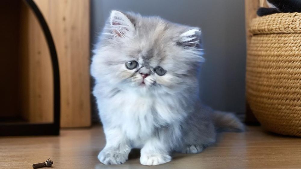 Персидская милашка