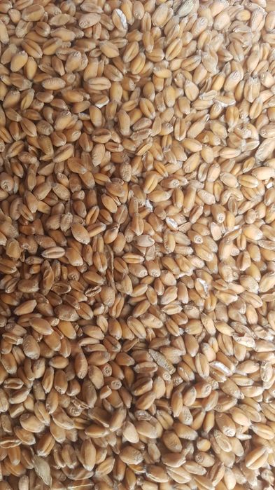 Pszenica Apostel CZYSZCZONA zbiór 2025 r.