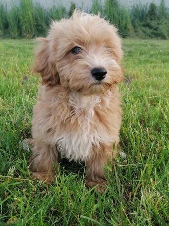 Maltipoo chłopczyk