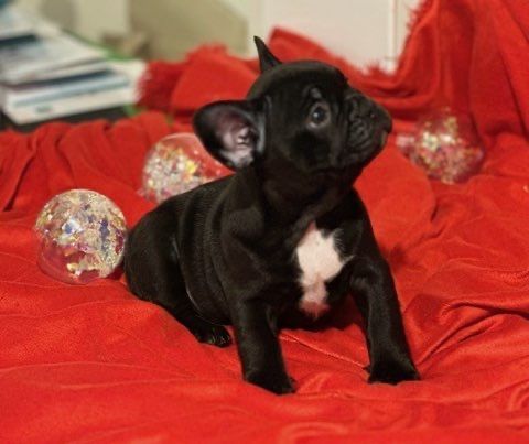 Buldog Francuski z Rodowodem