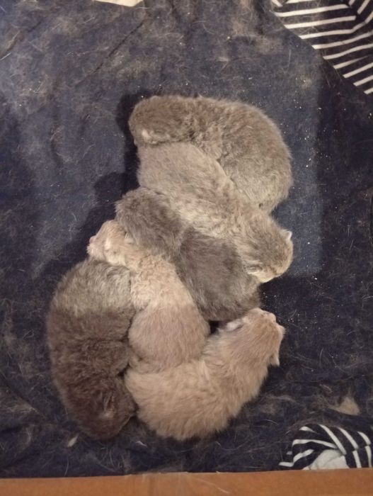 Бронь шотландские малыши