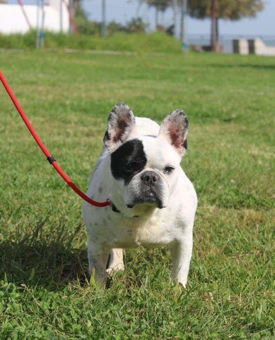 Sasha Bulldog Francês