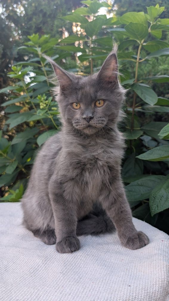 Kocurek niebieski solid Maine Coon. Opcja hodowlana. Zapraszamy