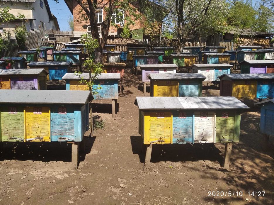 Бджолопакети 150 штук