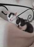 Do adopcji kociaki