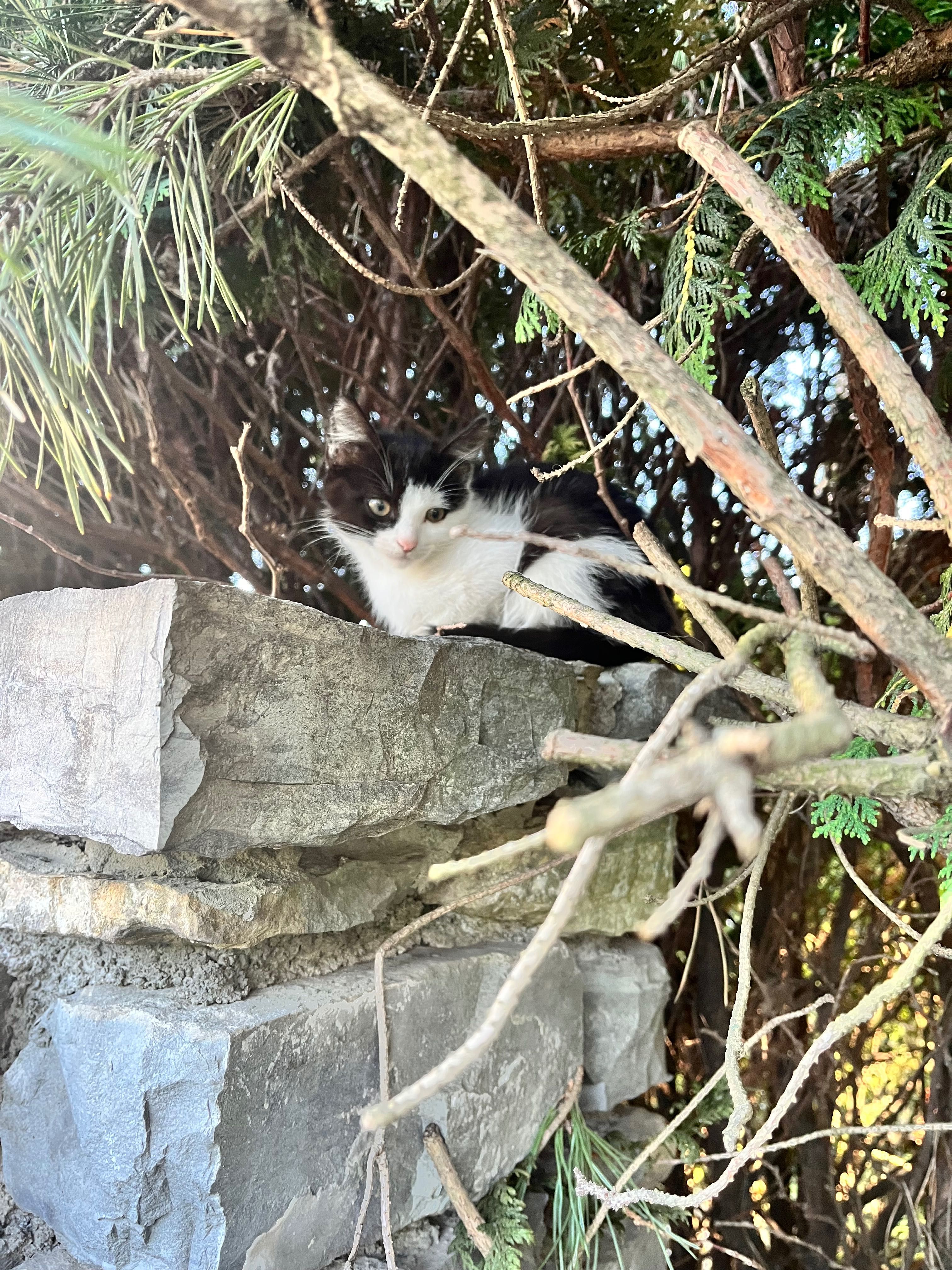 Безкоштовно котики