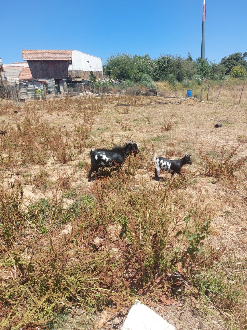 Cabras anãs fêmeas e machos