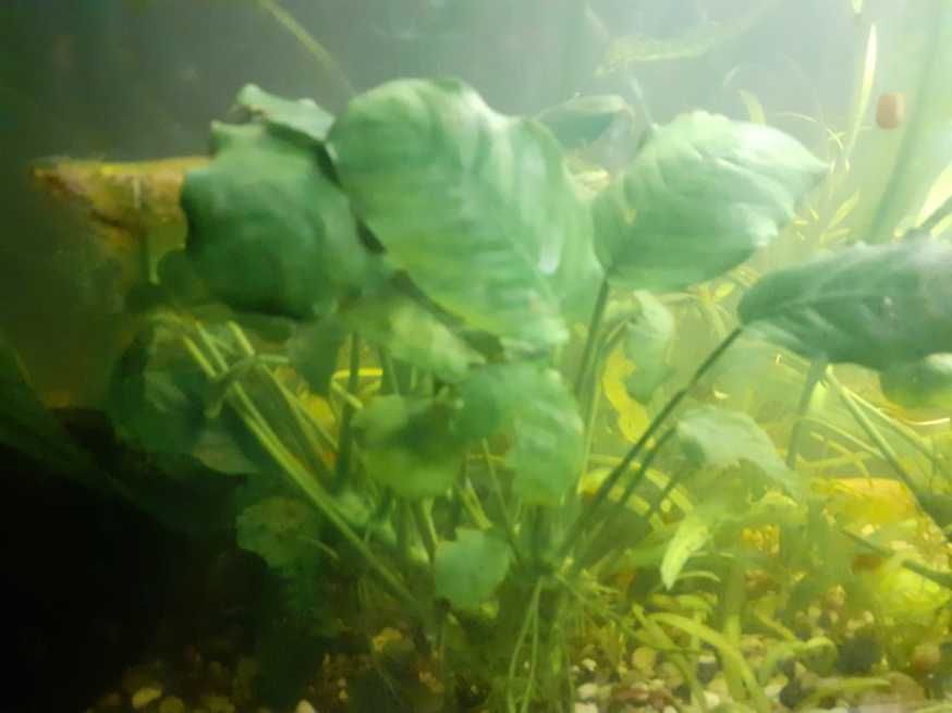 Do sprzedania anubias