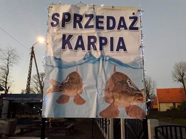Sprzedaż karpia i innych ryb słodkowodnych