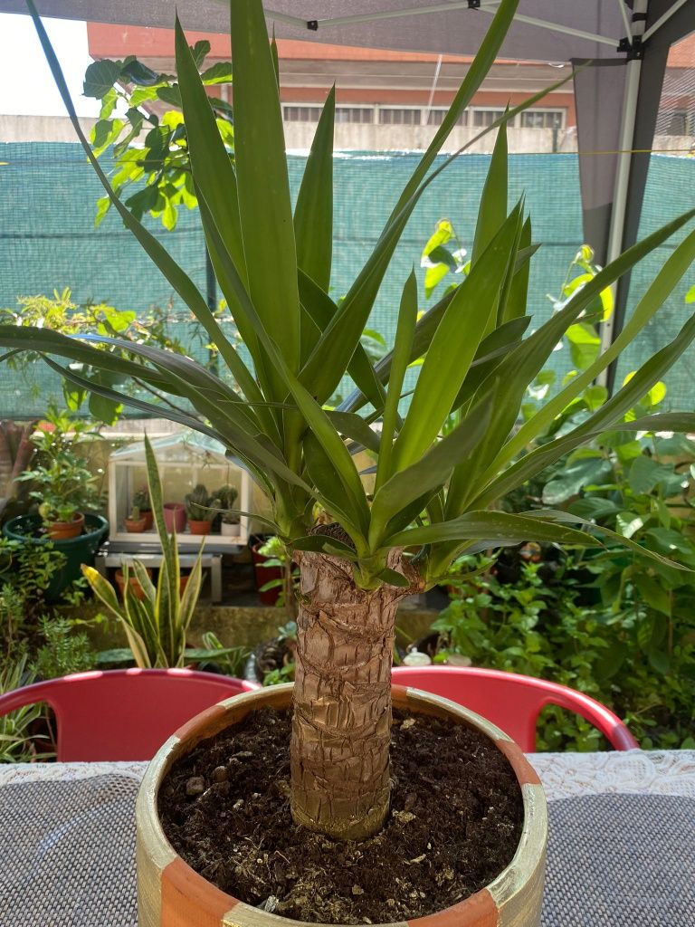 Planta Aicula nova