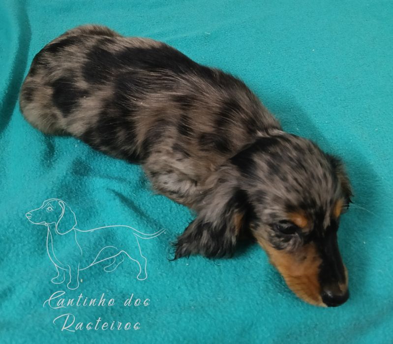 Teckel miniatura pêlo comprido