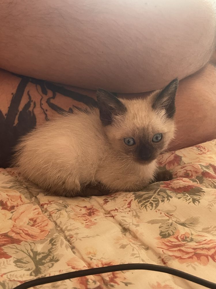 Dá-se gatinha pequena