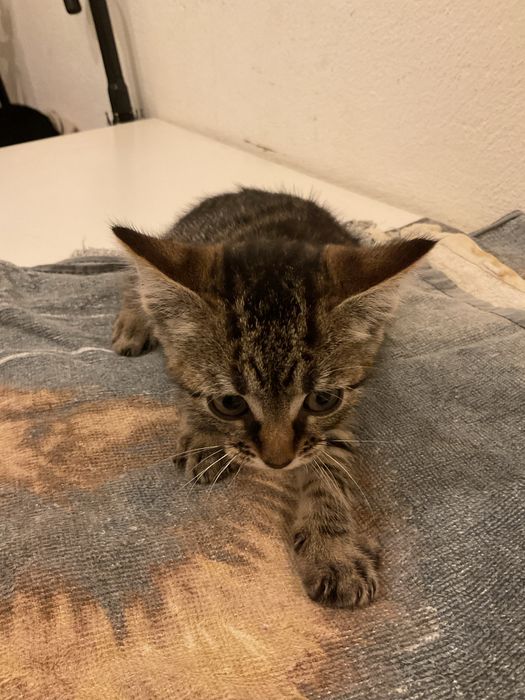 Procura-se Humanos para Mimar