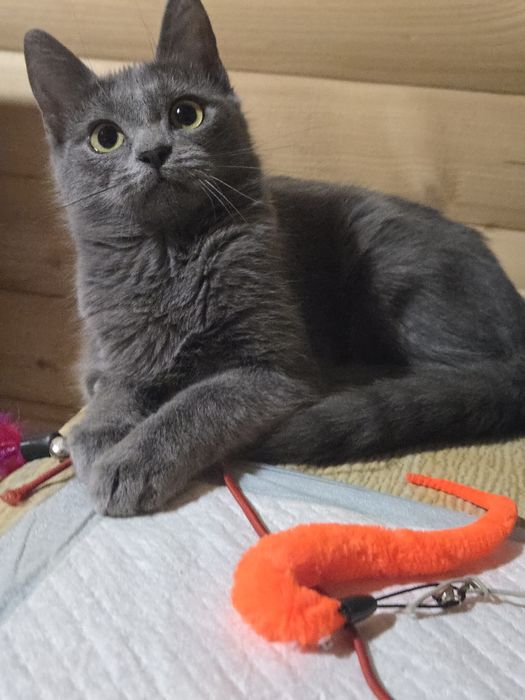 Котенок -девочка  метиска русской голубой ищет семью