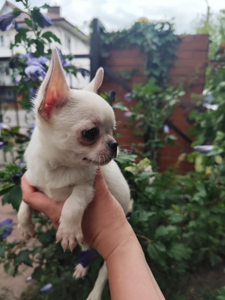 Chihuahua piesek kremowy ZKwP FCI