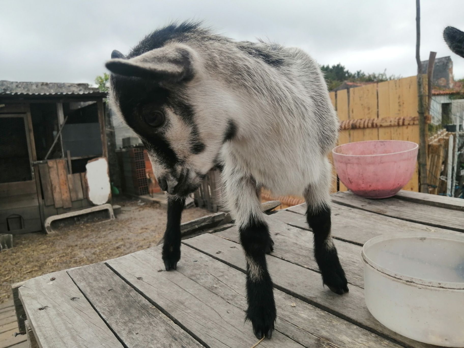 Vendo cabrito anão nascido em 20/05