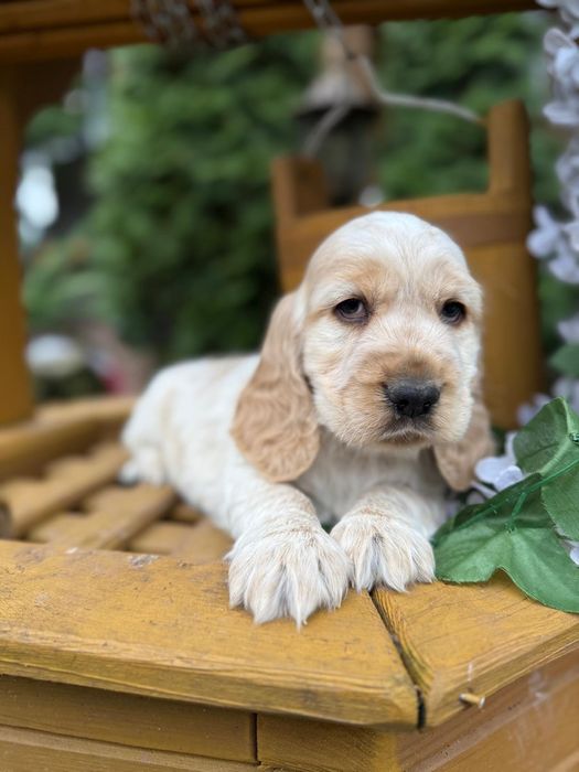 Cocker spaniel angielski Piesek