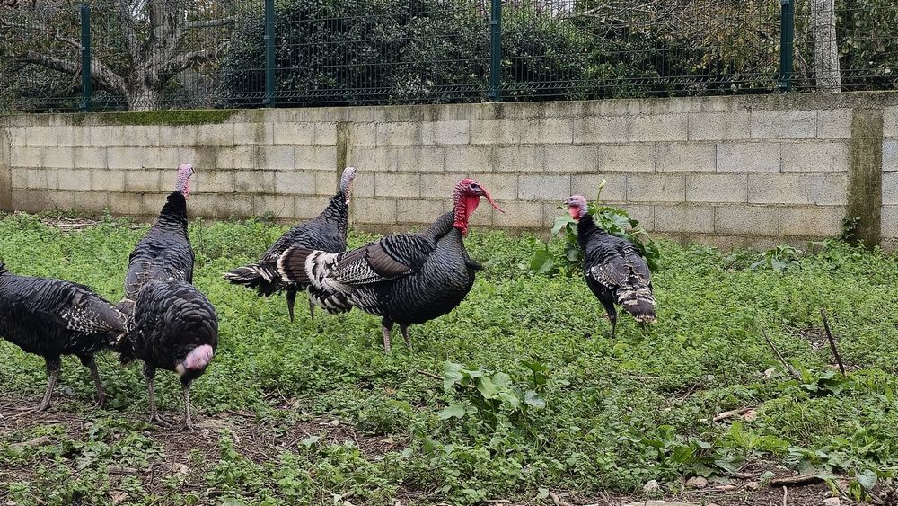 Perus machos caseiros