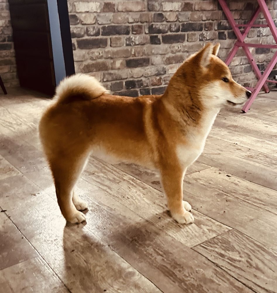 Shiba Inu chlopczyk FCI Zkwp prawdziwy rodowod