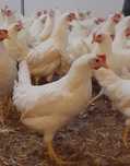 Kury Leghorn Leghorny młode 23 tyg nioski